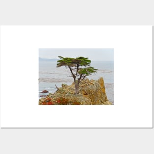 Lone Cypress Study 1 Posters and Art